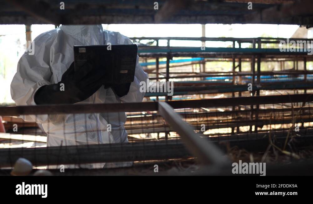 Scientists are monitoring chemical contamination in the form of chicken