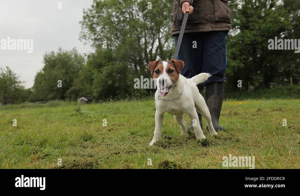 Pulling jack Stock Videos & Footage HD and 4K Video Clips Alamy