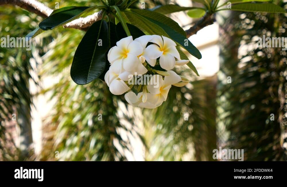 Frangipane tree Stock Videos & Footage HD and 4K Video Clips Alamy