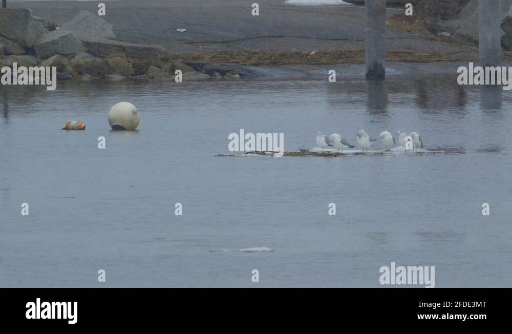 Floating ice sheet Stock Videos & Footage HD and 4K Video Clips Alamy