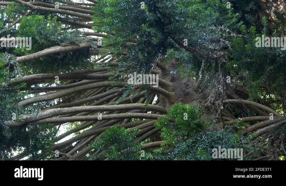 Bunya tree Stock Videos & Footage - HD and 4K Video Clips - Alamy