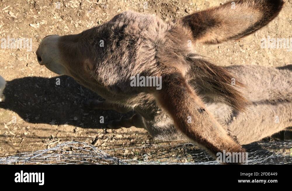 4k top down view of donkey next to wire fence, close up of head, big ...