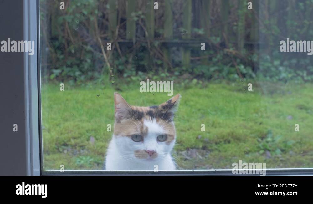 Dog scratching door Stock Videos & Footage HD and 4K Video Clips Alamy