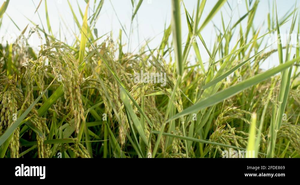 Beautiful crop of rice Stock Videos & Footage - HD and 4K Video Clips ...