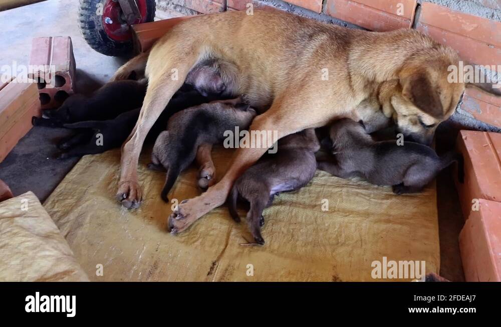 A mother dog nursing her cute puppies, while trying to hep ande one of