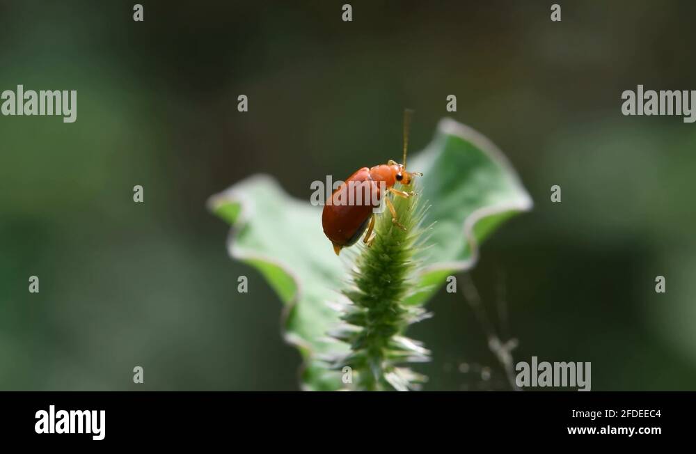 Aulacophora femoralis Stock Videos & Footage HD and 4K Video Clips