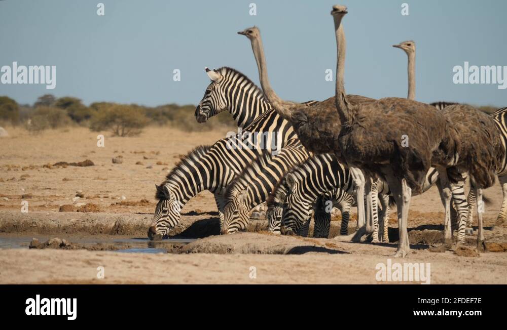 Zebras and ostrich drinking water together in a water hole Stock Video
