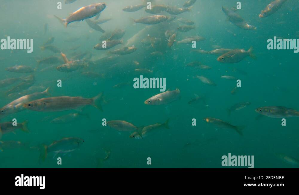 Shark bait Stock Videos & Footage - HD and 4K Video Clips - Alamy