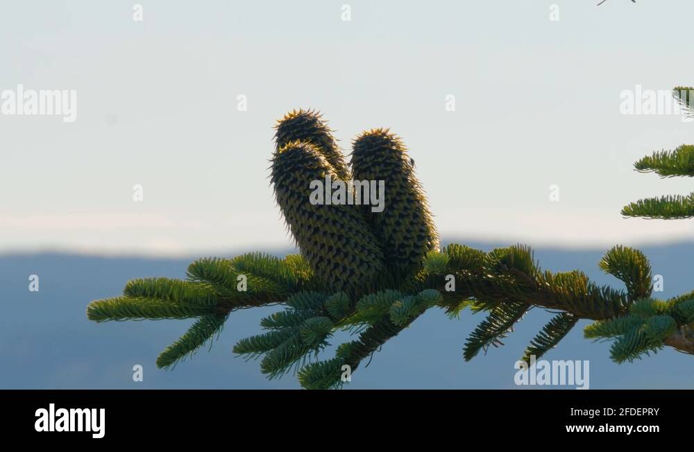 Noble fir tree Stock Videos & Footage HD and 4K Video Clips Alamy