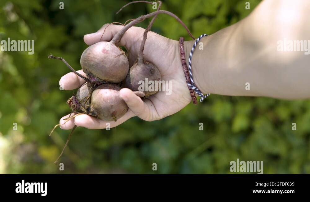 Hand holding compost seedling Stock Videos & Footage - HD and 4K Video ...
