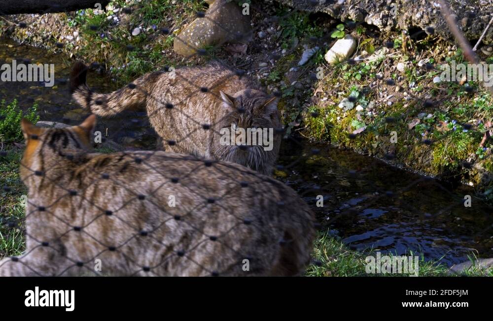 Spotted wildcat Stock Videos & Footage HD and 4K Video Clips Alamy