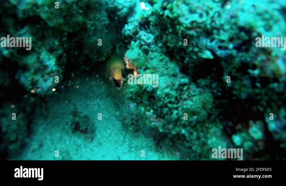 Pacific Ocean Eel Stock Videos Footage Hd And 4k Video Clips Alamy