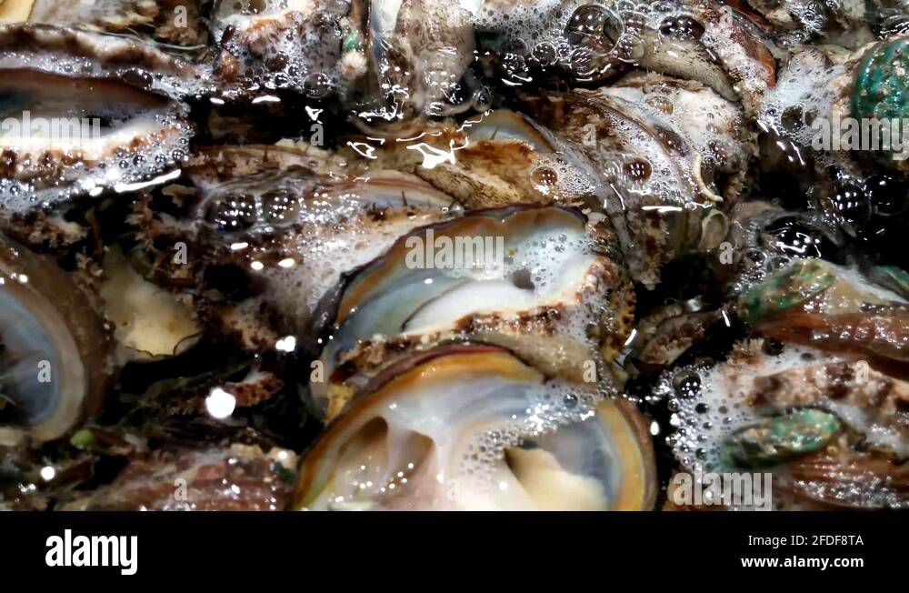 Shellfish and seafood Stock Videos & Footage HD and 4K Video Clips