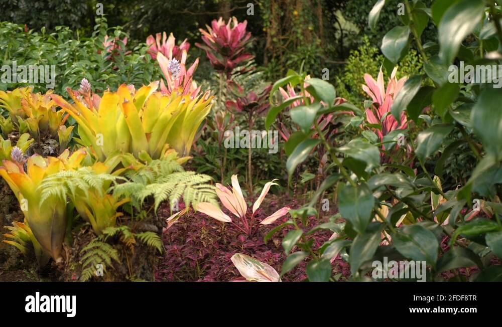 Tropical flowers on caribbean island Stock Videos & Footage HD and 4K