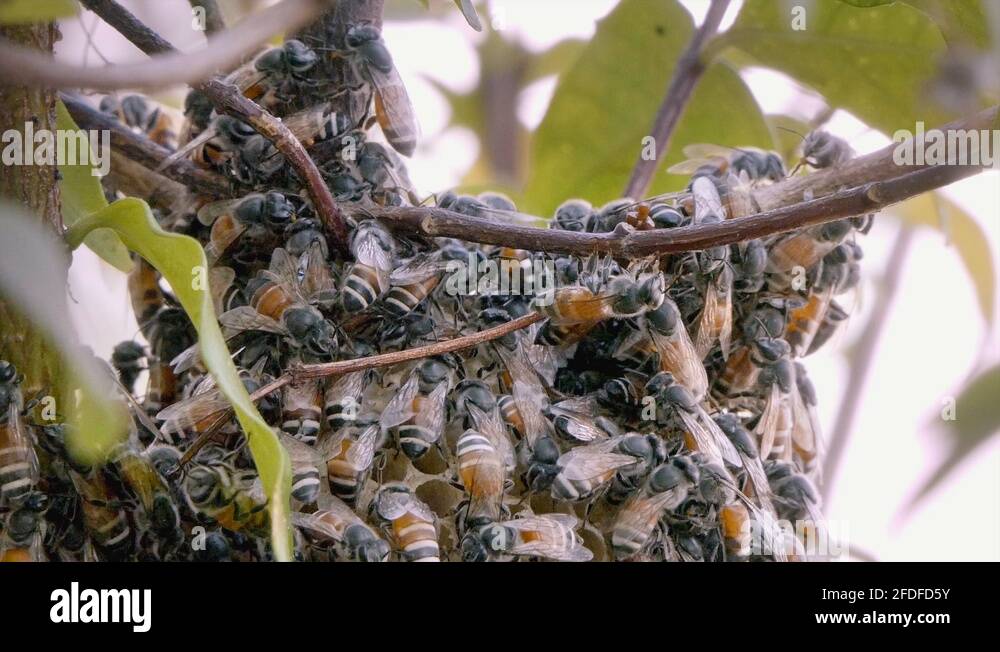 Honey bee structure Stock Videos & Footage Biology Diagrams