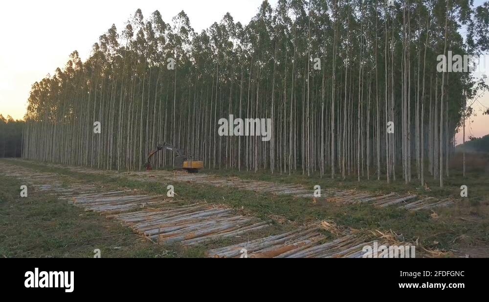 Harvesting trees Stock Videos & Footage HD and 4K Video Clips Alamy