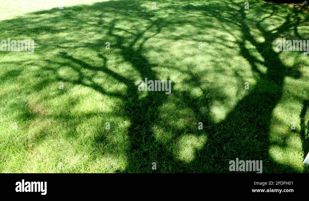 Shadow of tree timelapse growing time passing tree growth Stock Video ...