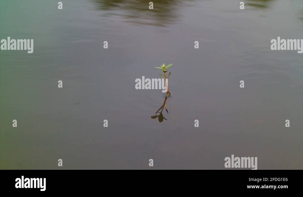a plant that grows in shallow water Stock Video Footage Alamy
