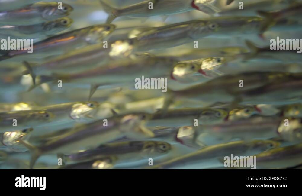 Northern anchovy feeding Stock Videos & Footage HD and 4K Video Clips Alamy