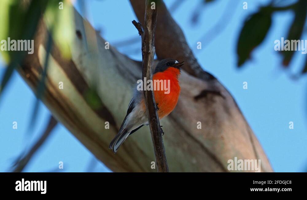 Australian song bird Stock Videos & Footage HD and 4K Video Clips Alamy