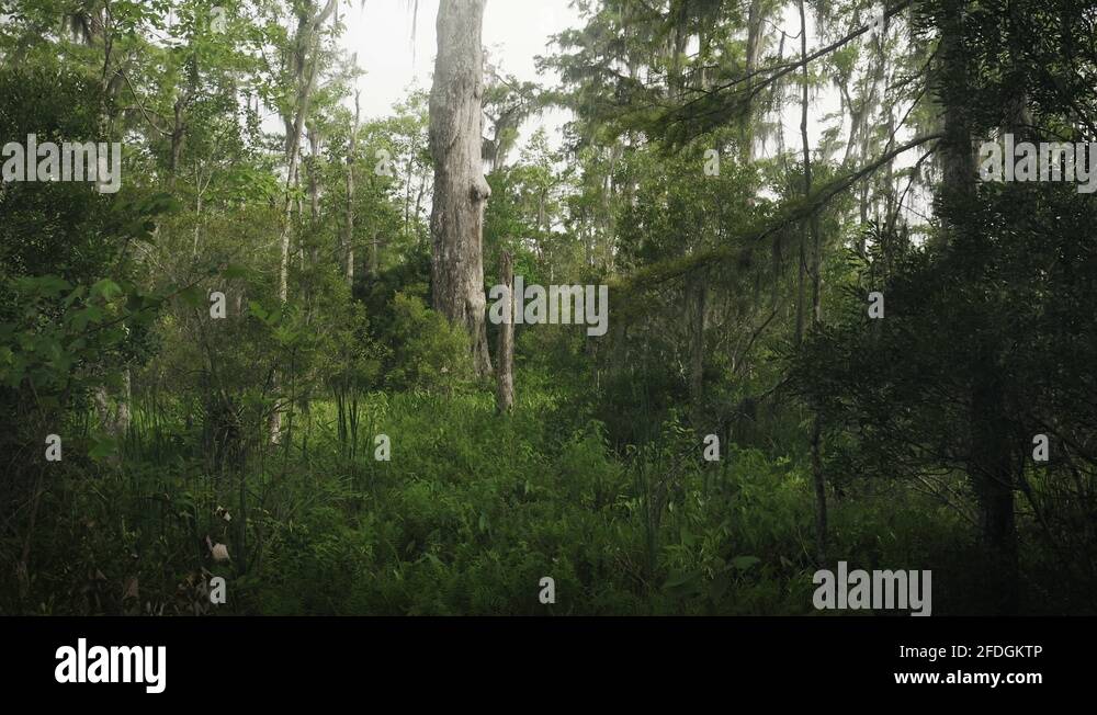 Jean lafitte national historical park and preserve Stock Videos