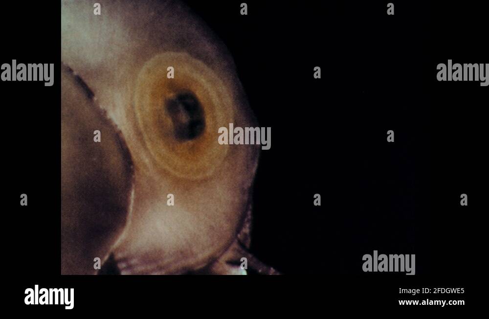1960s snails eating on glass to see mouth work Stock Video Footage Alamy