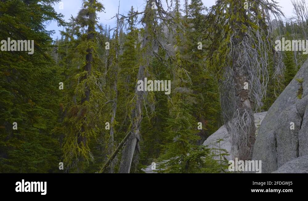 Tall Spruce And Fir Trees In The Cascade Range Under The Summer Weather