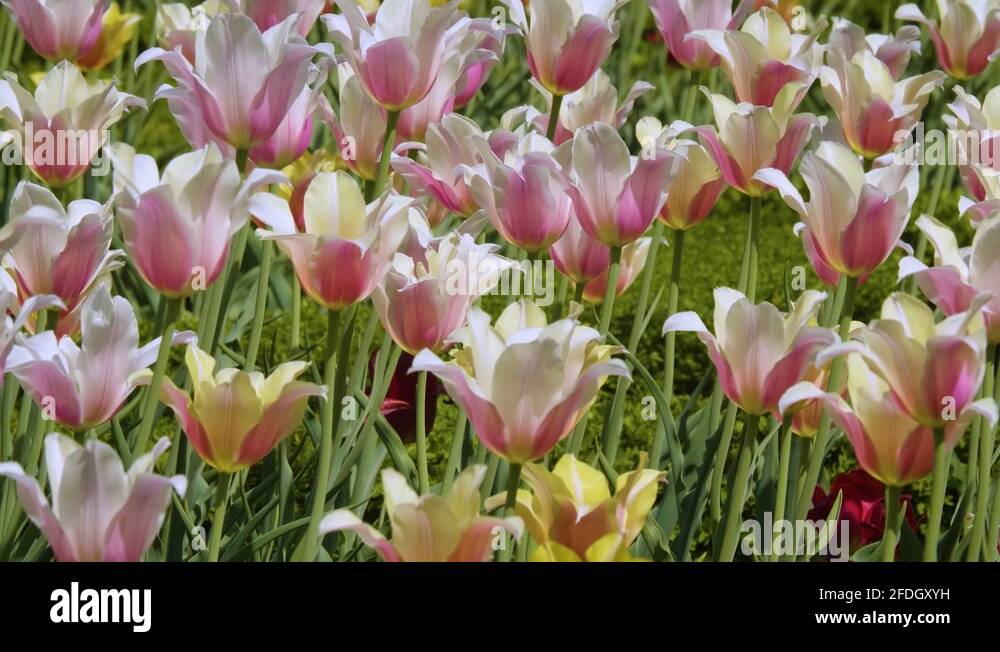 Blushing flower Stock Videos & Footage HD and 4K Video Clips Alamy