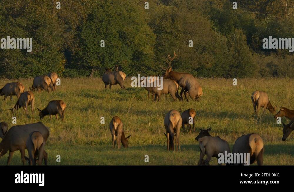 Elk mating Stock Videos & Footage HD and 4K Video Clips Alamy
