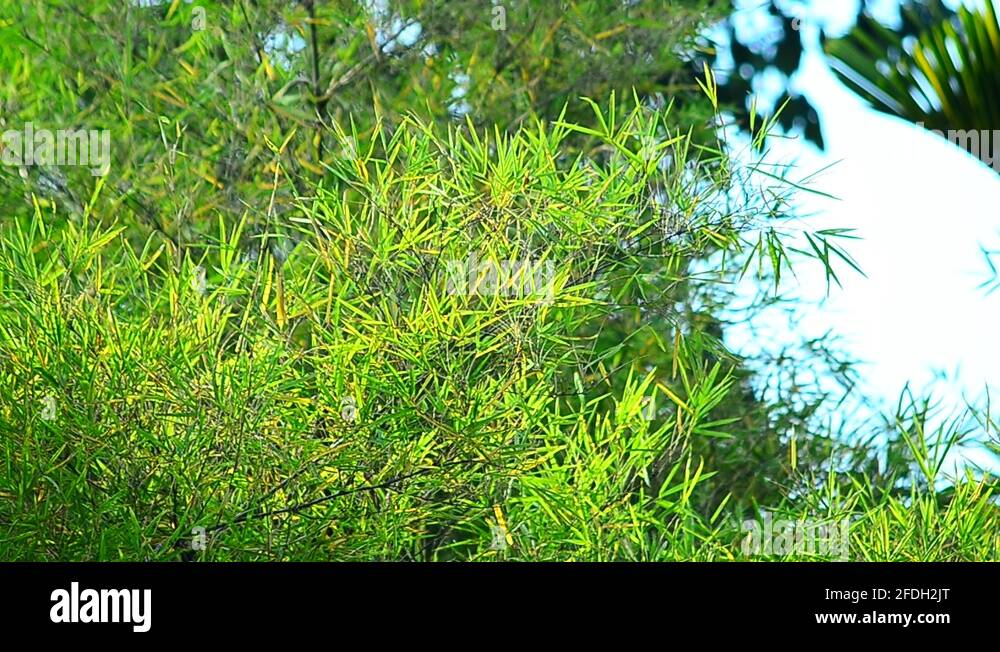 Bamboo in garden Stock Videos & Footage HD and 4K Video Clips Alamy