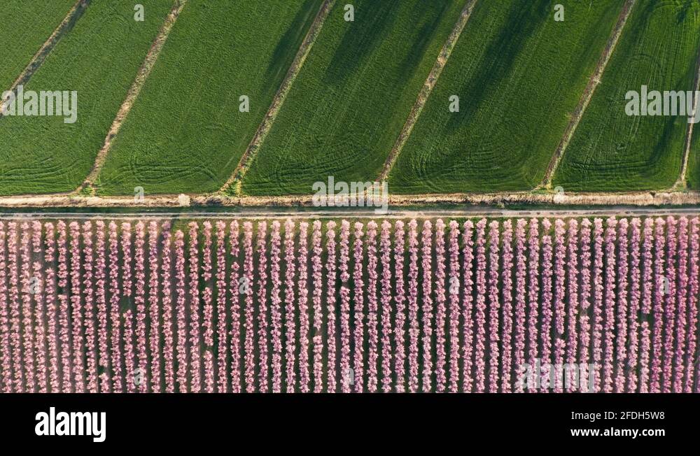 Green fields row trees Stock Videos & Footage - HD and 4K Video Clips ...