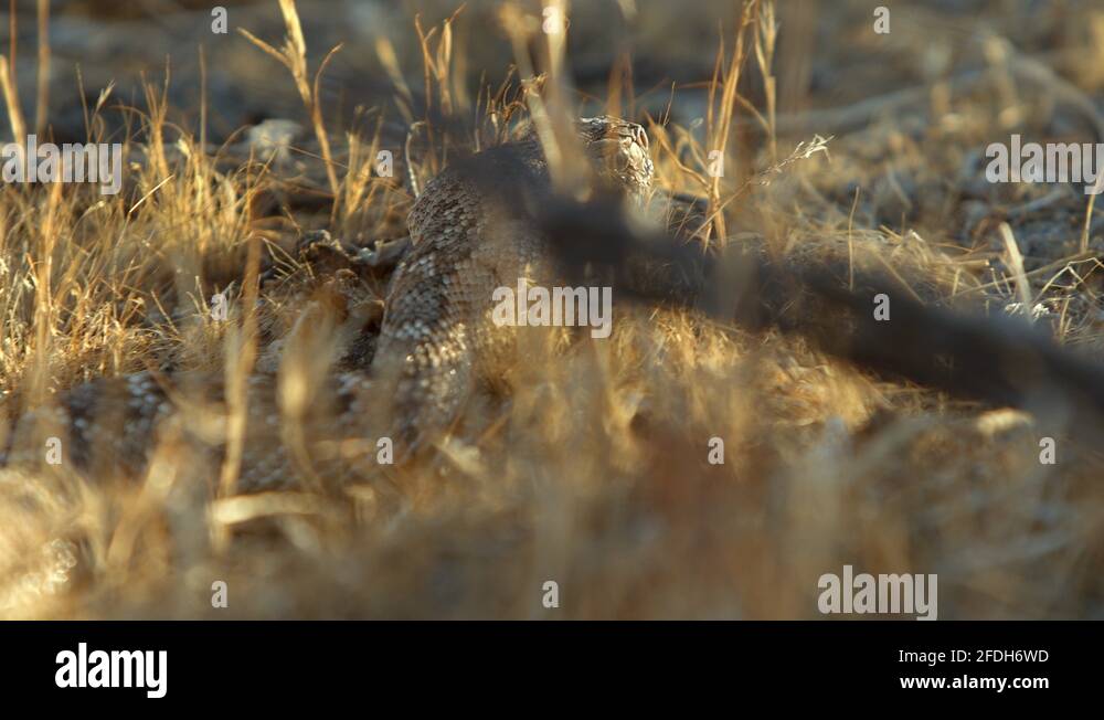 Desert diamondback rattlesnake Stock Videos & Footage - HD and 4K Video ...