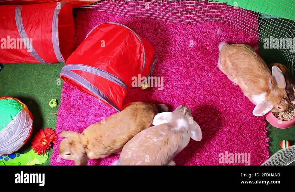 Bunny Miniature Lop Rabbit Playground Outdoor Pet Garden Cute Rabbits