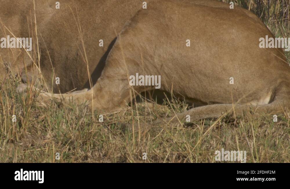 Lion tail Stock Videos & Footage HD and 4K Video Clips Alamy