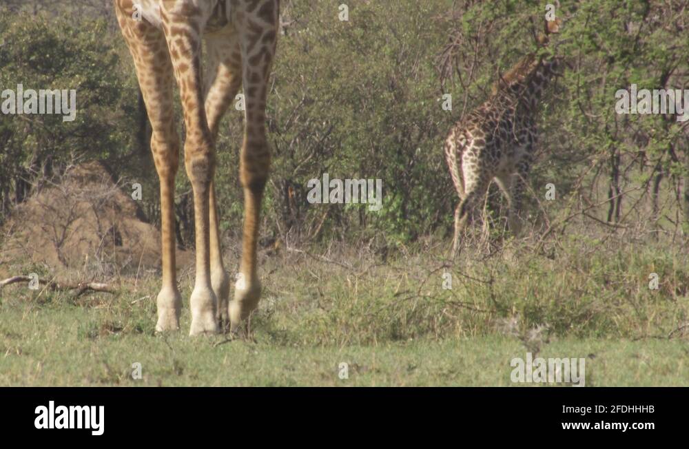 Giraffe legs Stock Videos & Footage - HD and 4K Video Clips - Alamy