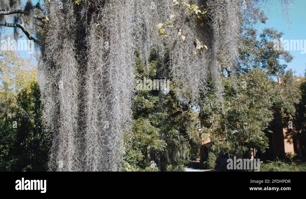 Large Crown Of Weeping Willow Tree with Long Hanging Tree Branches,low ...