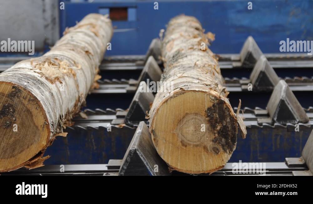Automated log sorting line. Wheel loader and automatic sorting logs