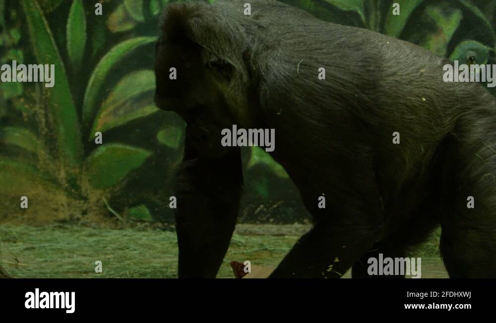 Gorilla habitat loss Stock Videos & Footage HD and 4K Video Clips Alamy