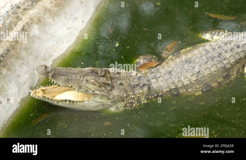 Crocodile house Stock Videos & Footage - HD and 4K Video Clips - Alamy