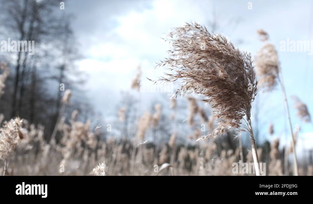 Spreading grass seeds Stock Videos & Footage HD and 4K Video Clips