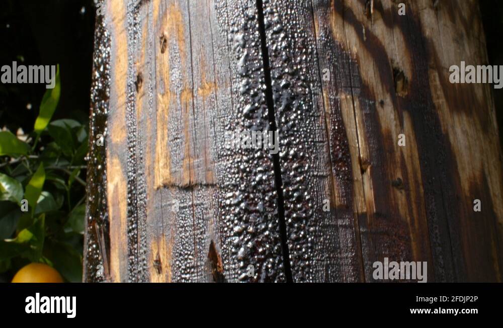 Wood creosote Stock Videos & Footage HD and 4K Video Clips Alamy