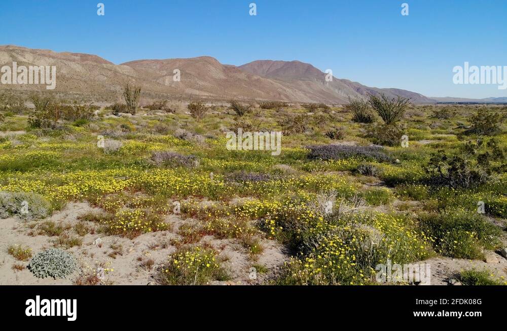 Cinematic aerial flyover of wildflowers super bloom at Anza Borrego State Park Stock Video