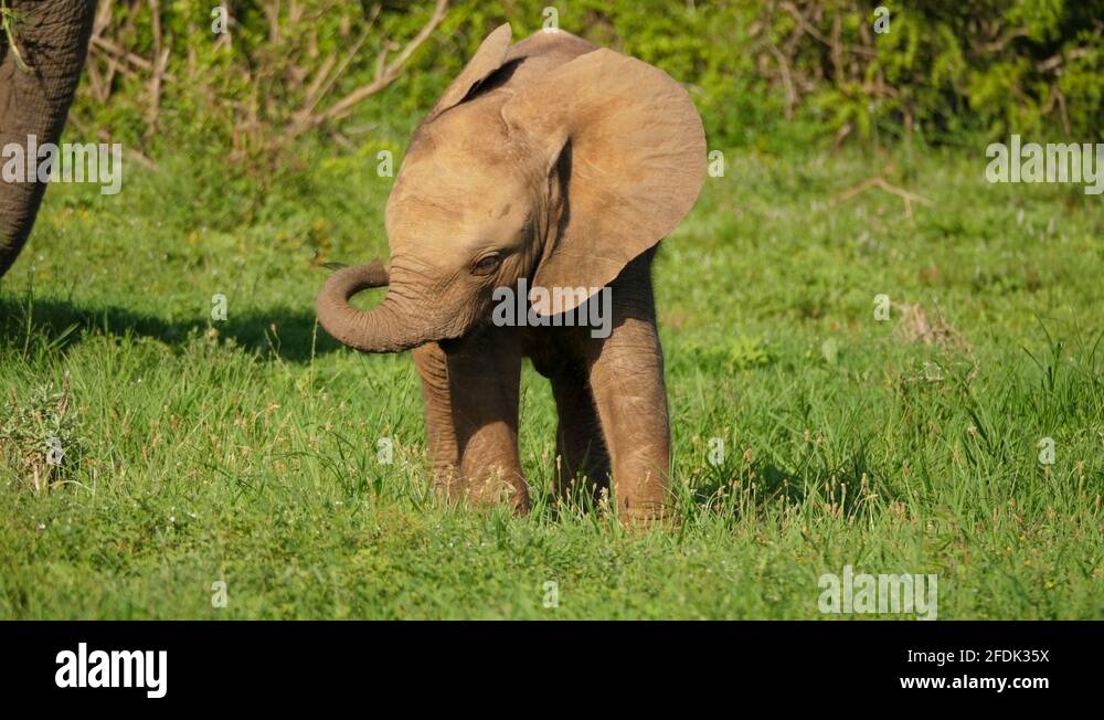 Playful baby African Elephant (calf) swinging her trunk around clumsily
