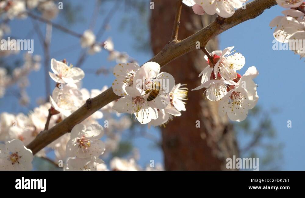 Tree pollination Stock Videos & Footage HD and 4K Video Clips Alamy