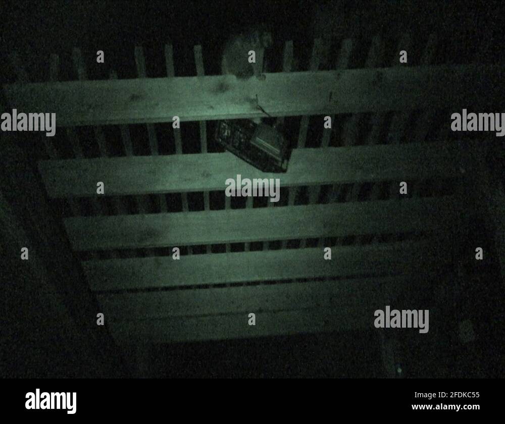 Summer bird feeder Stock Videos & Footage HD and 4K Video Clips Alamy