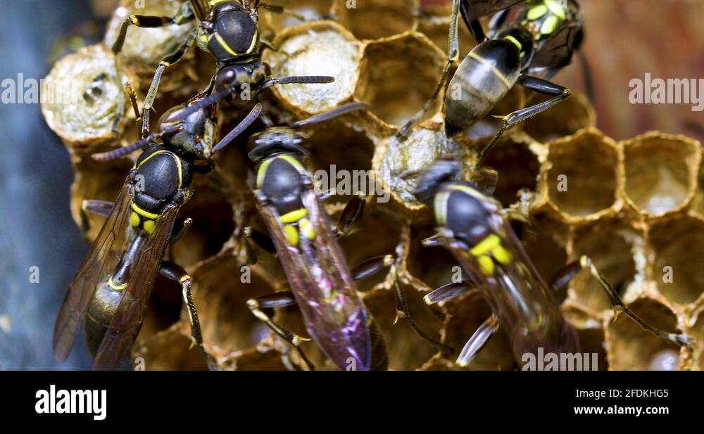 Polybia paulista Stock Videos & Footage HD and 4K Video Clips Alamy