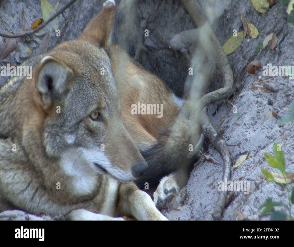 Red wolf canis rufus Stock Videos & Footage HD and 4K Video Clips Alamy