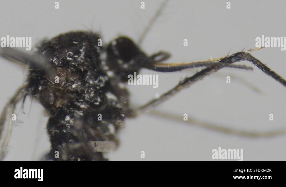 Cells In Insects Micrograph of an animal cell Stock Videos & Footage - HD and 4K Video ...