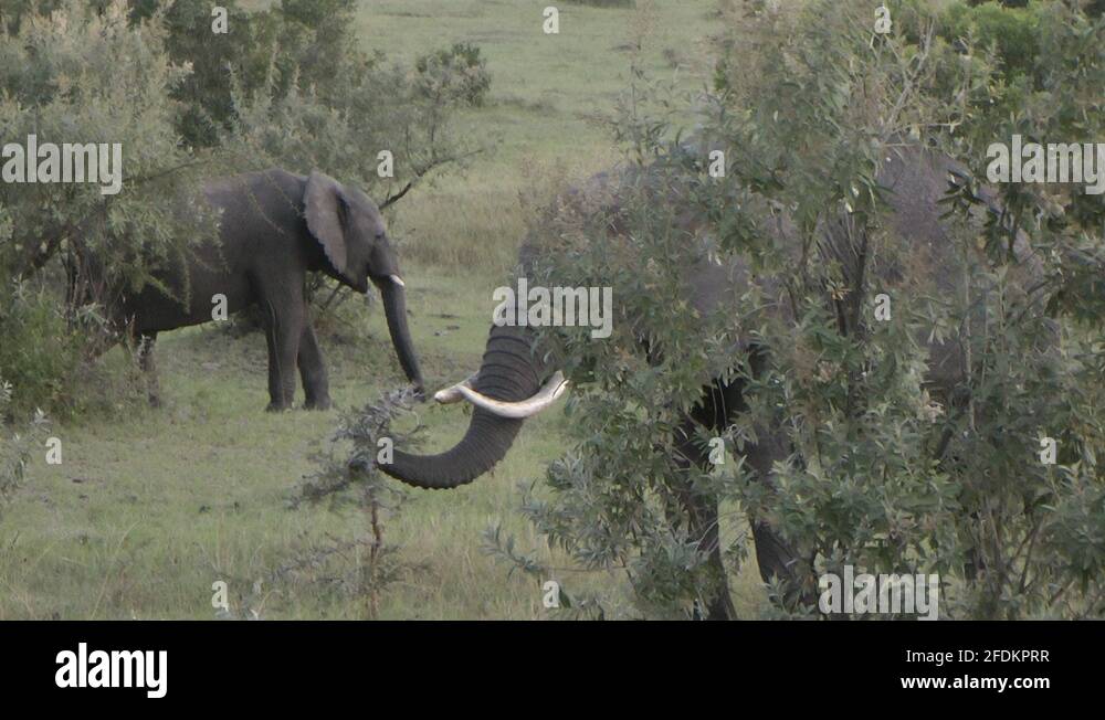 Elephants ear leaves Stock Videos & Footage HD and 4K Video Clips Alamy