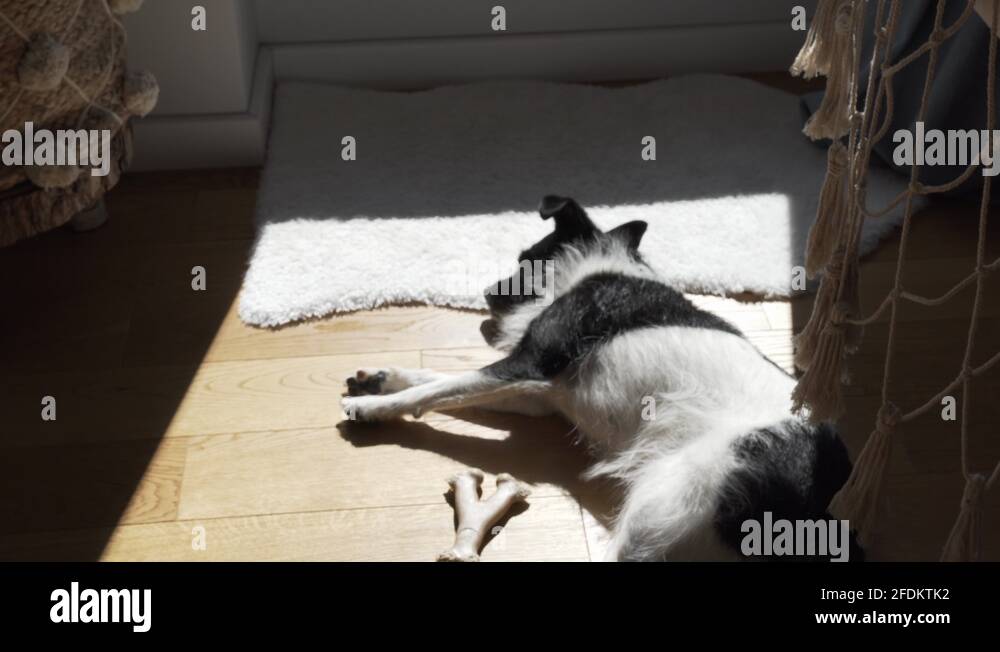 Tired dog lying on the floor and falling asleep. Dog with black head